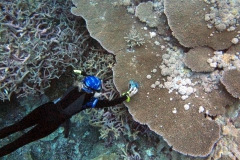 Drew Harvell photographs a tabulate coral with growth anomaly disease from Palmyra Atoll. @ Bette Willis, Crazy Corals.