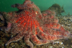 The sunflower star is the Salish Sea’s fastest and largest sea star, often reaching 4 feet across, weighing up to 11 pounds and having up to 24 arms. (courtesy of Ed Gullekson)