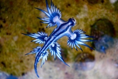 bluedragon2