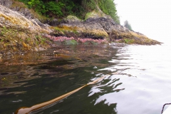 intertidal