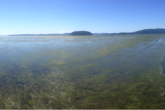 seagrassbed1-1