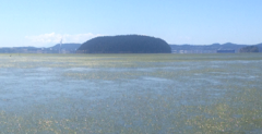 seagrassbed1-2-e1536725243629